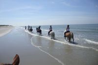 Paarden Ameland 3